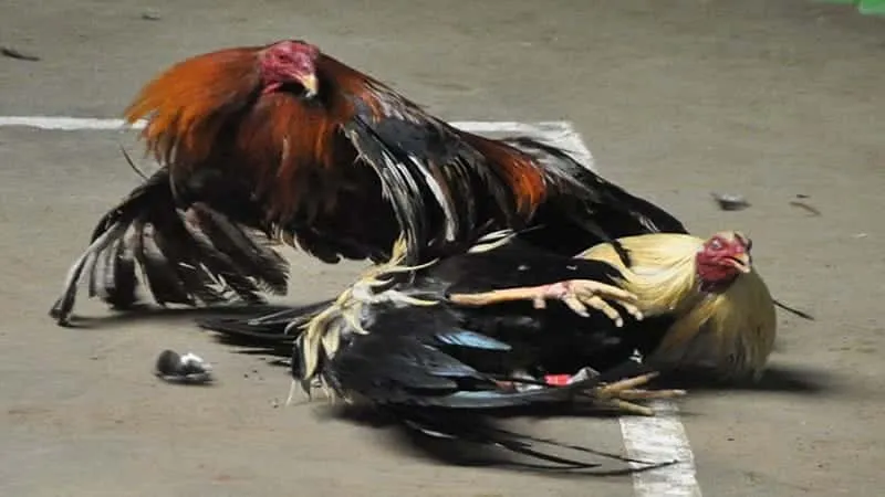 Mexican cockfighting is fascinating.